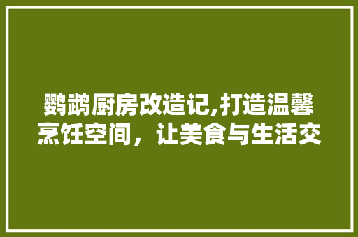 鹦鹉厨房改造记,打造温馨烹饪空间，让美食与生活交融