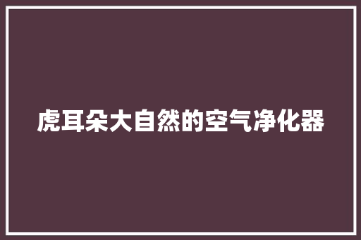 虎耳朵大自然的空气净化器