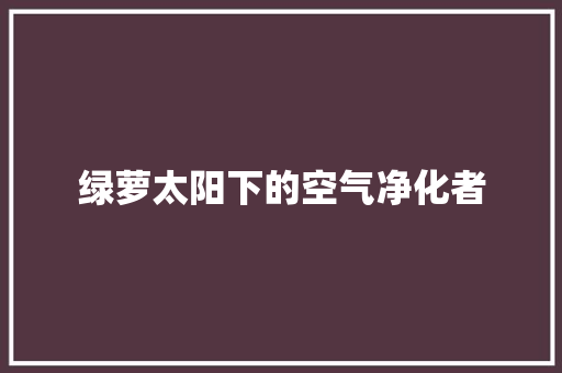 绿萝太阳下的空气净化者
