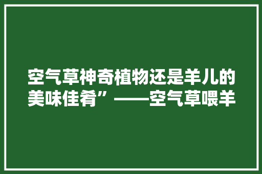 空气草神奇植物还是羊儿的美味佳肴”——空气草喂羊的奥秘 综合便民
