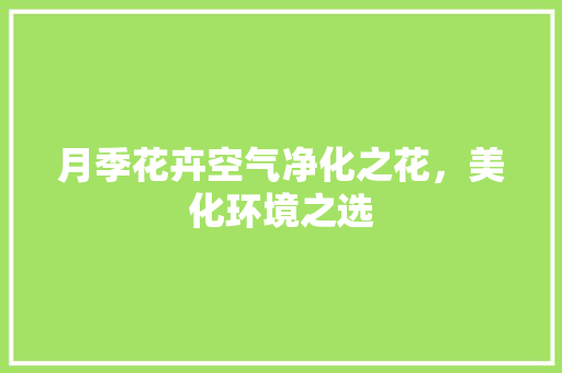月季花卉空气净化之花，美化环境之选 家电维修