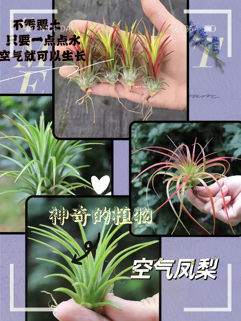 介绍空气凤梨,养护方法与寿命介绍_空气凤梨能养多久 家电维修 介绍空气凤梨,养护方法与寿命介绍_空气凤梨能养多久 介绍空气凤梨,养护方法与寿命介绍_空气凤梨能养多久 家电维修