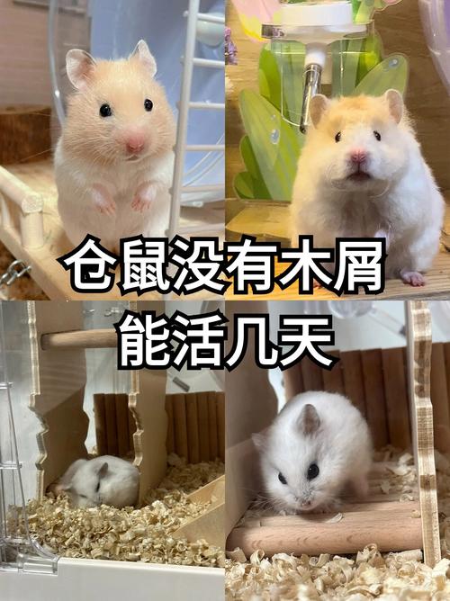仓鼠木屑的呼吸特性,介绍其独特的漏气现象_仓鼠木屑能漏空气 家电维修 仓鼠木屑的呼吸特性,介绍其独特的漏气现象_仓鼠木屑能漏空气 仓鼠木屑的呼吸特性,介绍其独特的漏气现象_仓鼠木屑能漏空气 家电维修